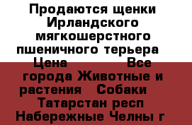 Продаются щенки Ирландского мягкошерстного пшеничного терьера › Цена ­ 30 000 - Все города Животные и растения » Собаки   . Татарстан респ.,Набережные Челны г.